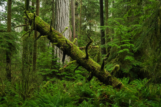 The Lush Rainforest Of Cathedral Grove, Macmillan Provincial Park, Vancouver Island; British Columbia, Canada