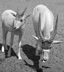  addax (Addax nasomaculatus), also known as the white antelope and the screwhorn antelope, is an...