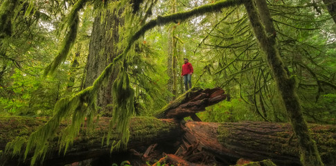 Man Standing On A Fallen Log In Cathedral Grove, Macmillan Provincial Park, Vancouver Island; British Columbia, Canada