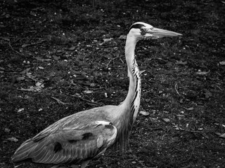 great blue heron