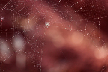 spider web