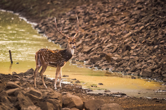 Male Spotted Deer (Axis Axis) With Antlers By Water; Chandrapur, Maharashtra, India