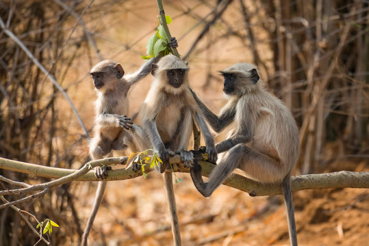 Three Hanuman Langurs (Semnopithecus Entellus) Sitting On A Tree Branch; Chandrapur, Maharashtra, India