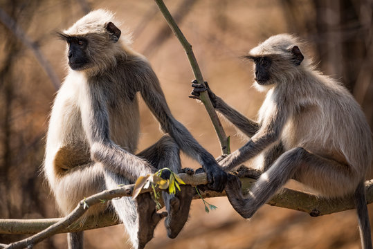 Two Hanuman Langurs (Semnopithecus Entellus) Sitting On A Tree Branch; Chandrapur, Maharashtra, India