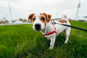 Jack Russell Terrier playing outside smiles