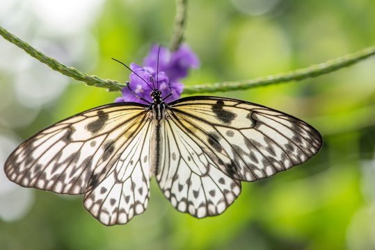 Close-Up Of A Butterfly Resting On A Blossoming Plant At Victoria Butterfly Gardens; Victoria, British Columbia, Canada