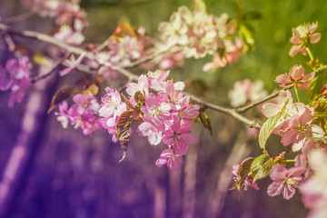 Choose soft focus, beautiful cherry blossom or another name in Thailand that the flower 