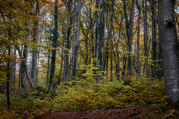 Fototapeta premium Herbstwald
