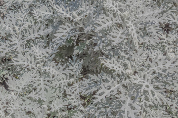 Background of fuzzy Dusty Miller plant leaves, horizontal aspect