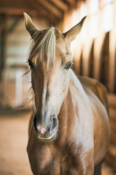 Portrait Of A Blond Horse In A Barn; Canada
