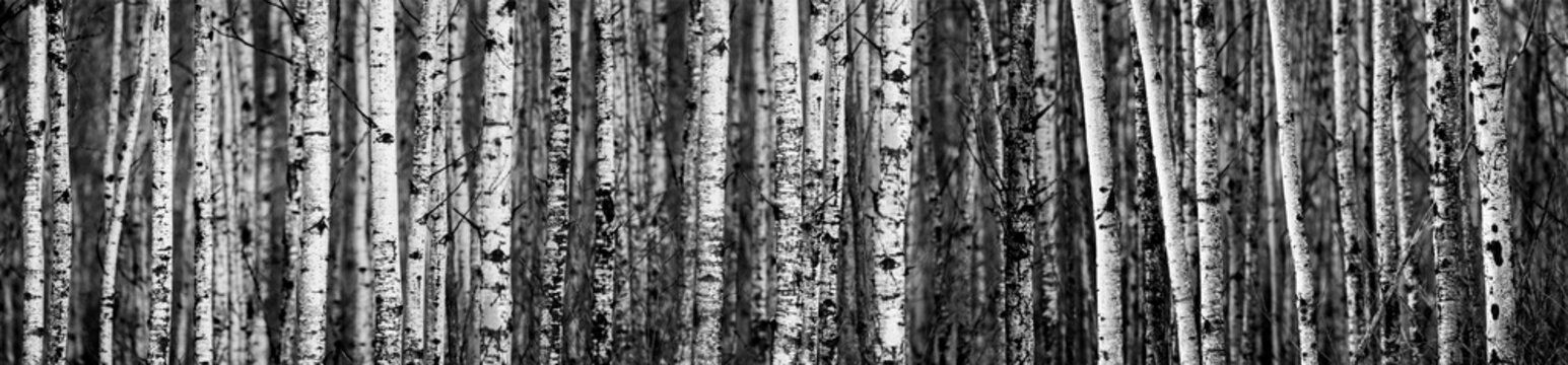 Birch Trees; Thunder Bay, Ontario, Canada