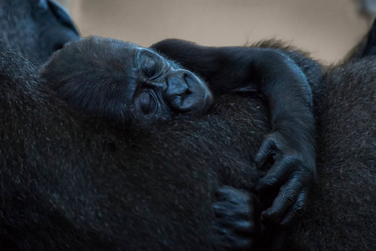 Baby Western Lowland Gorilla (Gorilla Gorilla Gorilla) Asleep In Arms Of Mother; Cabarceno, Cantabria, Spain