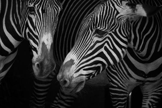 Close-Up Of Two Grevy's Zebra (Equus Grevyi) Side-By-Side; Cabarceno, Cantabria, Spain