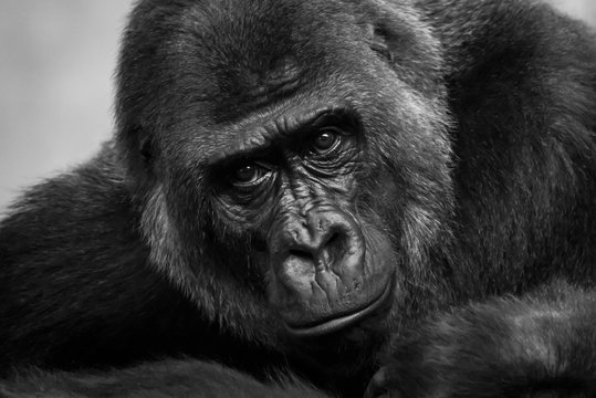 Close-Up Of Western Lowland Gorilla (Gorilla Gorilla Gorilla) Looking At Camera; Cabarceno, Cantabria, Spain