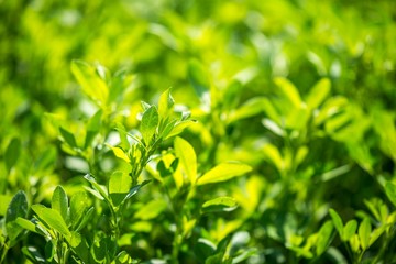 garden green grass plant isolated