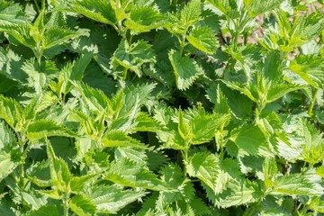garden nettle plant close up
