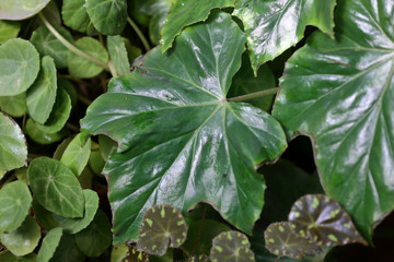 Thick juicy leaf of a large green plant