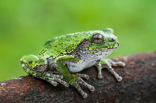 Common Gray Treefrog (Hyla versicolor) sitting on a log; Ontario, Canada