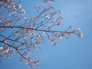 Cherry blossom branch with blue sky.
