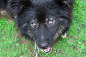 The big black dog on the chain looks up sadly. A sad pet look up at a person. The hungry look of a stray dog chained up.