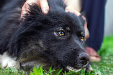 Man's hands stroking a stray dog. The big black dog looks forward against the man. Summer day at the animal shelter.