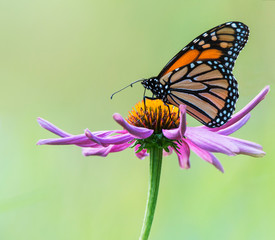 Monarch butterfly (Danaus plexippus) resting on a purple cone flower (Asteraceae); Ontario, Canada