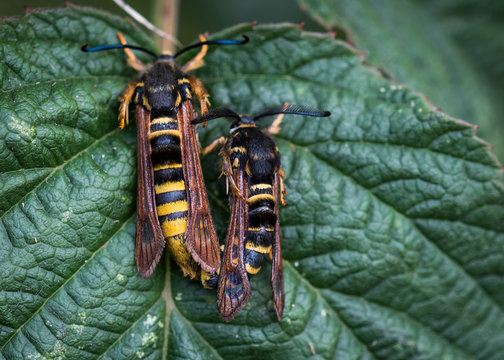 Hornet Moths copulate on a plant leaf; Astoria, Oregon, United States of America