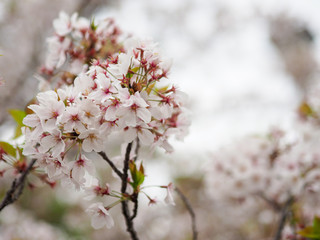 The full blooming cherry blossom in the park.
