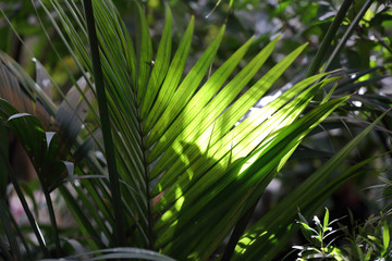 Thick juicy leaf of a large green plant