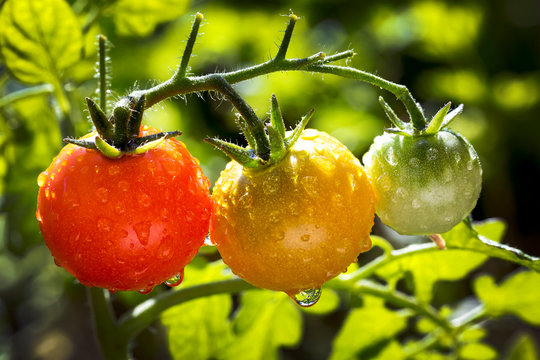 Close-up of a cluster of ripe and unripe cherry tomatoes on a plant in the garden wet with water droplets; Calgary, Alberta, Canada