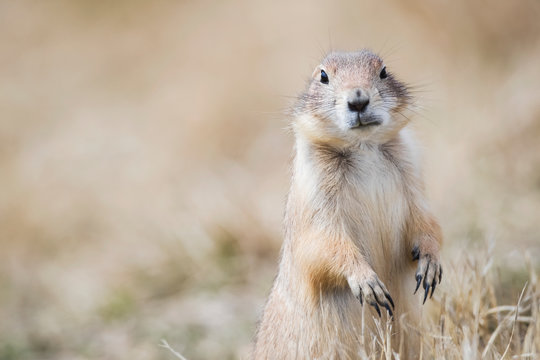 Black-Tailed Prairie Dog (Cynomys ludovicianus), Grasslands National Park; Saskatchewan, Canada