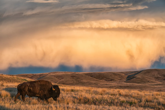 Bison (bison bison) grazing at sunset, Grasslands National Park; Saskatchewan, Canada