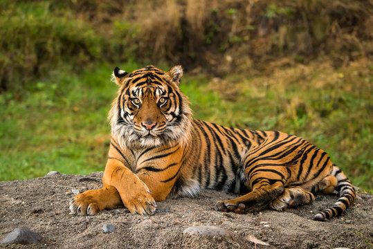 Sumatran Tiger (panthera tigris sumatrae) in captivity lying down and looking at the camera; Washington, United States of America