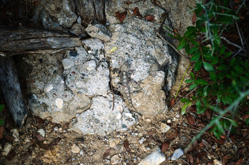 A spotted lizard lurks on a rock, Kemer.