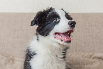 Funny portrait of cute smilling puppy dog border collie on couch. New lovely member of family little dog at home gazing and waiting. Pet care and animals concept