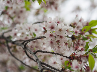 The full blooming cherry blossom in the park.