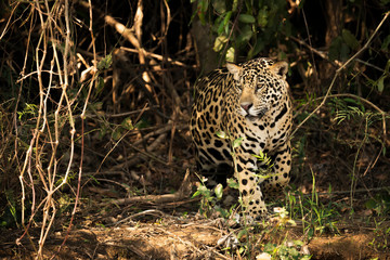 A Jaguar (Panthera onca) is prowling through dense forest in Brazil. It has a yellowish-brown coat with black spots and golden brown eyes, Pantanal; Mato Grosso do Sul, Brazil