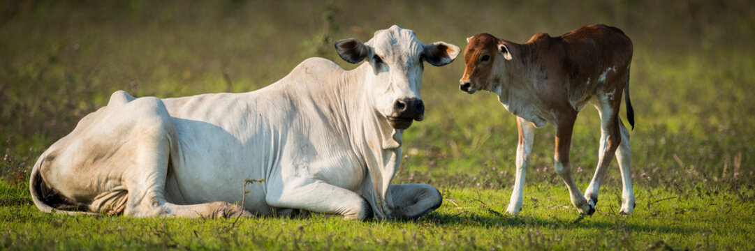 Khillari cattle (Bos indicus) cow and calf looking towards camera, Pantanal; Mato Grosso do Sul, Brazil