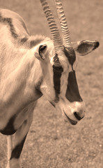 Gemsbock or gemsbuck (Oryx gazella) 