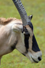 Gemsbock or gemsbuck (Oryx gazella) 