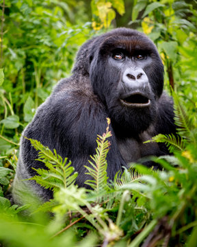 Portrait of gorilla sitting in forest