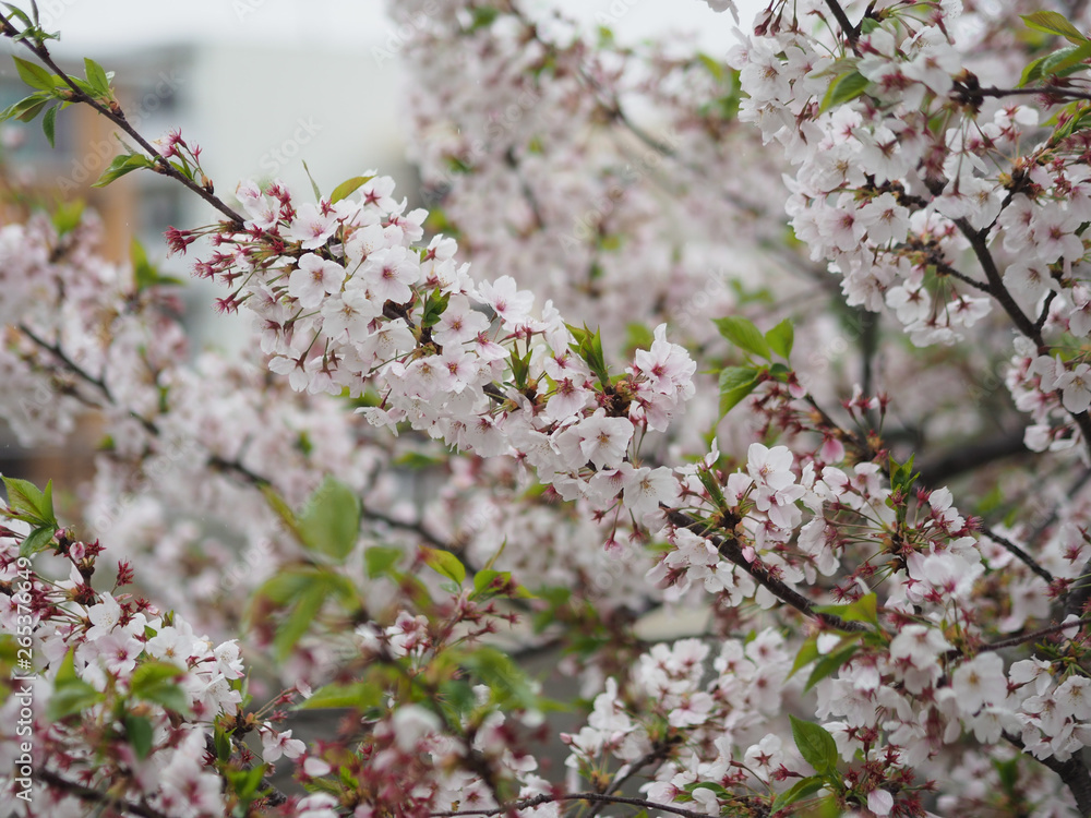 Wall mural the full blooming cherry blossom in the park.