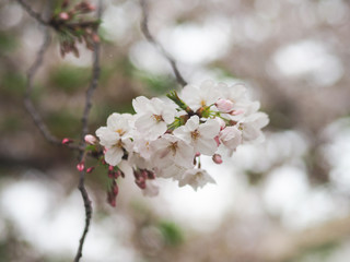The full blooming cherry blossom in the park.