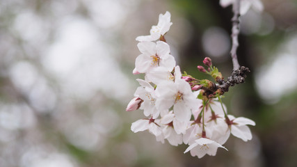 The full blooming cherry blossom in the park.