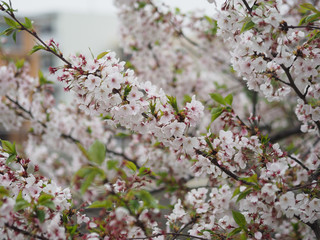 The full blooming cherry blossom in the park.