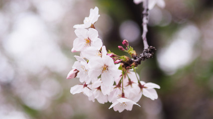 The full blooming cherry blossom in the park.