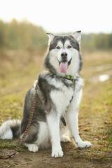 Front view at big brown white purebred majestic Alaskan Alaska Malamute