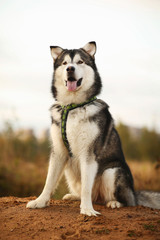 Obraz premium Front view at big brown white purebred majestic Alaskan Alaska Malamute