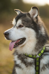Close up big brown white purebred majestic Alaskan Alaska Malamute dog