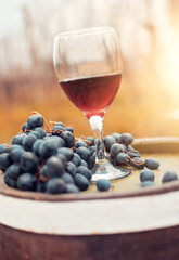 Red wine with fresh grapes in nature.